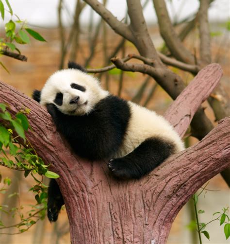 Cute Sleeping Giant Panda Baby Different Spices Of Animals Visit Our