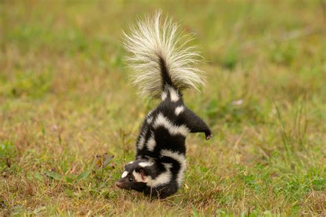 Spotted Skunks