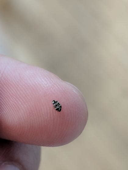 Small Black Bugs Found In Carpet Carpet Vidalondon