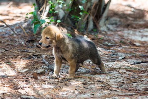Check out these cute red wolf pups venturing out to play for the first time | Shropshire Star