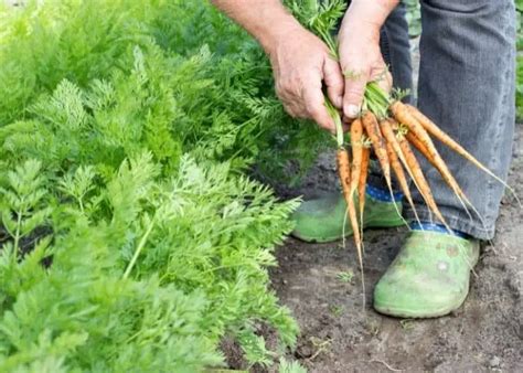 Carrots Planting Spacing What You Should Know Grower Today