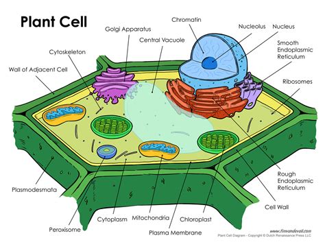 But at the same time it is interpretive. plant-cell-diagram - Tim's Printables