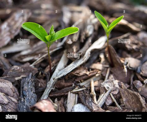 Ash Tree Seedling High Resolution Stock Photography And Images Alamy
