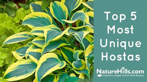 The plants vary in size, color, shape and leaves with the majority having. Top 5 Most Unique Hostas | NatureHills.com - YouTube
