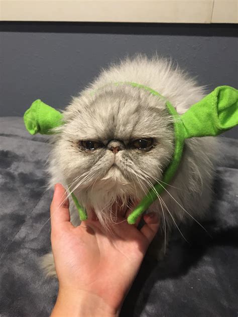 Heres My Cat In Shrek Ears Dont Worry She Always Looks That Grumpy