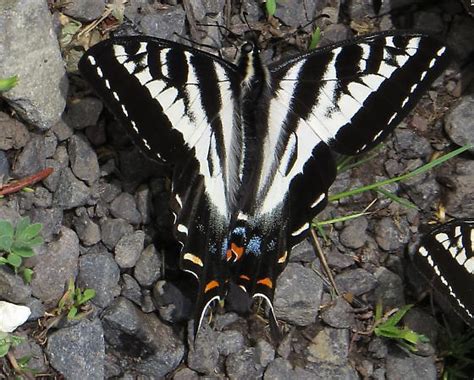 Pale Tiger Swallowtail Papilio Eurymedon Bugguide Net