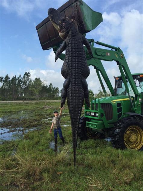 Catch Of A Lifetime 780 Pound Alligator Nabbed In Florida Orange