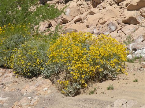 Arizona Desert Wildflower Pictures Wanderwisdom