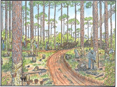 Humans And The Longleaf Quest For The Longleaf Pine Ecosystem