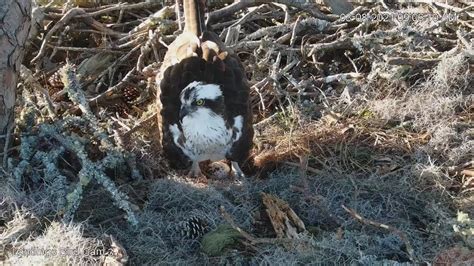 Female Osprey Lays Egg 2 In Savannah Nest March 8 2021 Youtube
