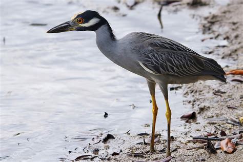 Yellow Crowned Night Heron By Clive Daelman Birdguides
