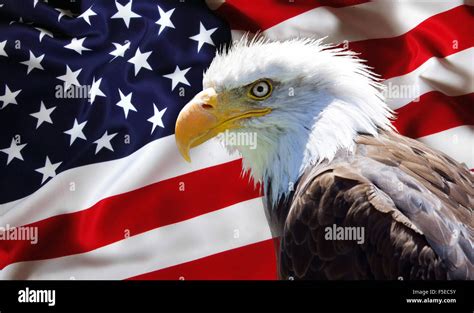 Background Wallpaper North American Bald Eagle On American Flag