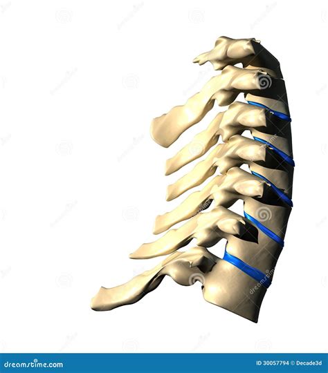 Cervical Spine Lateral View Side View Stock Photography