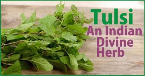 Tulsi An Indian Divine Herb Tip Health Food Tips Tarla Dalal
