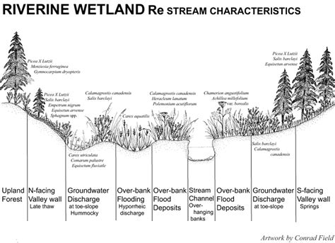 Riverine Wetlands Kenai Watershed Forum