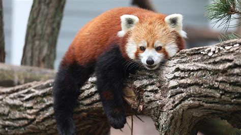 Blace The Red Panda Dies At Seneca Park Zoo In Rochester Ny