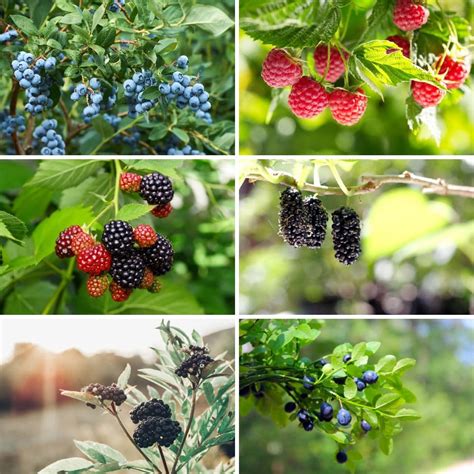 20 Easy And Delicious Berry Bushes Anyone Can Grow Diy And Crafts