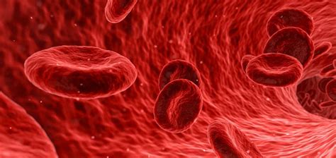 The medical term for blood in the urine is hematuria. Plasma, Platelets and Whole Blood | Red Cross Blood Services