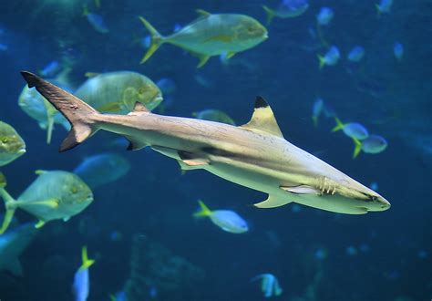 Blacktip Reef Shark Carcharhinus Melanopterus
