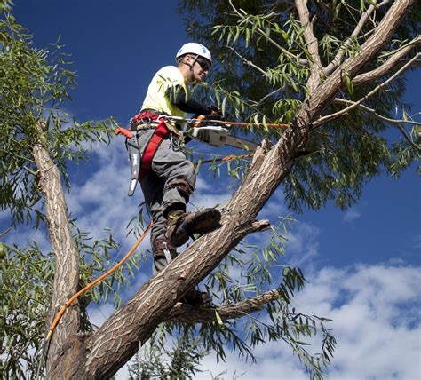 Stump removal prices differ based on the type and size of the tree. Why Tree Removal is Necessary to Make Your Home ...