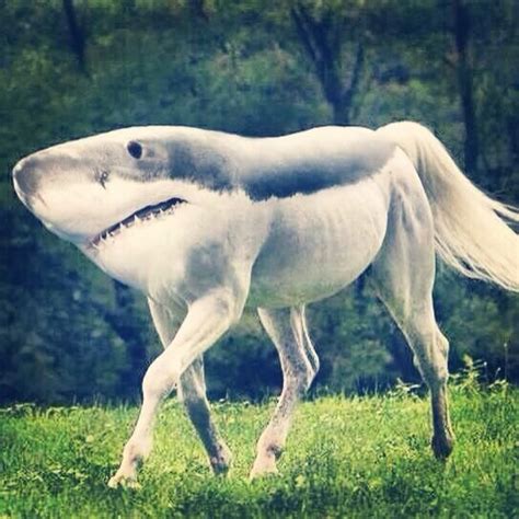 Cause Im Coming At You Like A Shark Horse Photoshopped Animals