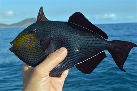 Black Triggerfish May 2017 Pokai Bay Island Of Oahu Hawaii