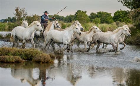 Rider On The Camargue Horse Gallops Through The Swamp Editorial