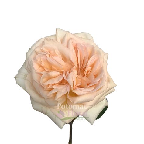 Garden Rose Princess Maya Cream Potomac Floral Wholesale