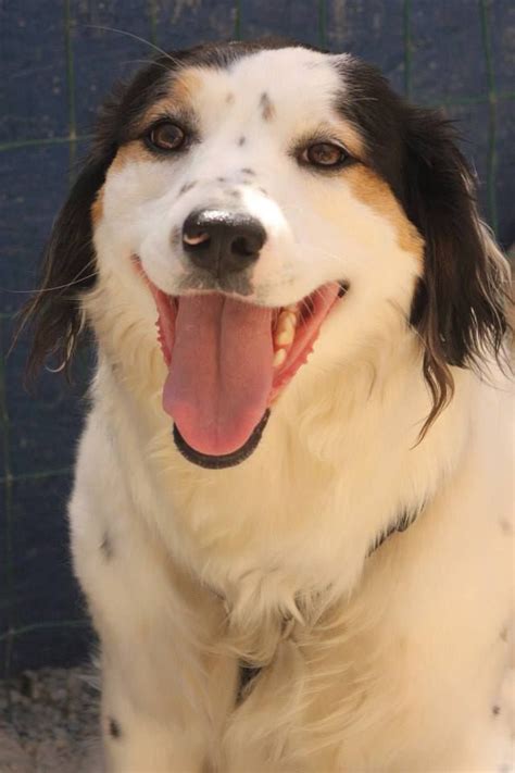 Joss The Wonder Dog Rescue Border Collie Dalmatian Cross From Sc Home