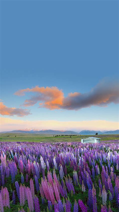 Purple Flower Field Iphone Wallpapers Free Download