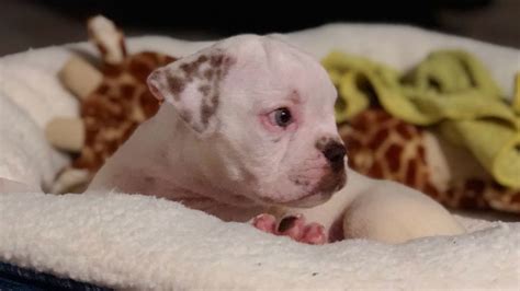 Our puppies are 100% healthy from the finest bloodlines! Craigslist ad leads thief to American bulldog puppy in...