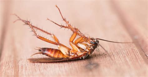 Well versed with integrated pest management service. For more information please visit: http://www ...