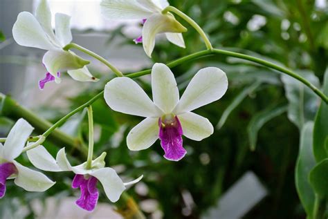 The Orchids In My Greenhouse The Martha Stewart Blog