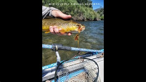 Mid July Upper Arkansas River Fishing Report