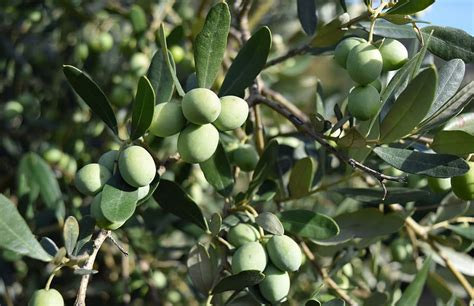 Hd Wallpaper Olives Tree Green Oil Nature Branch Agriculture