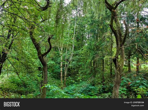 Forest Undergrowth Image And Photo Free Trial Bigstock
