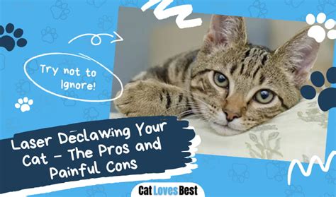 Laser Declawing Your Cat The Pros And Painful Cons