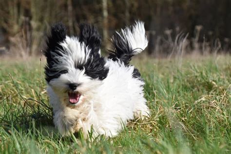 Havanese Dog Breed Facts & Information | Rover.com