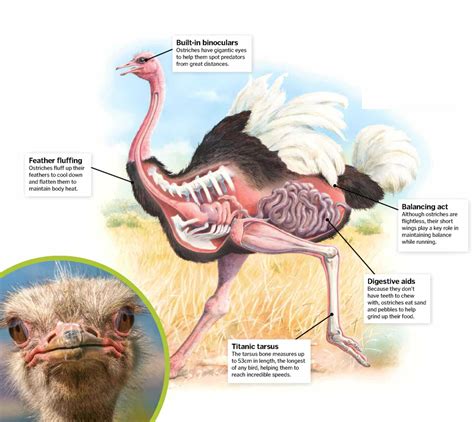 Ostrich Anatomy