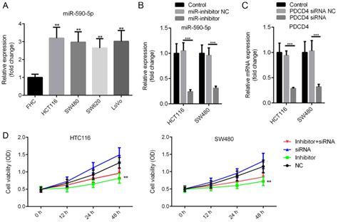 mir‑590‑5p may regulate colorectal cancer cell viability and migration by targeting pdcd4