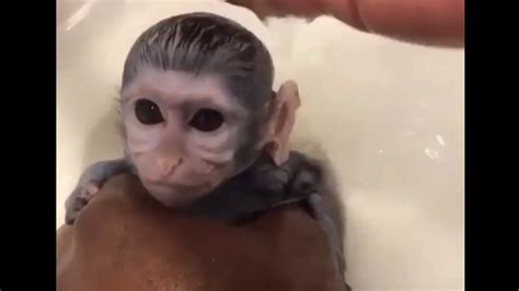 Bathing A Baby Monkey Youtube