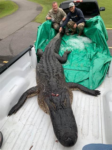Massive 14ft Alligator Killed After 800 Pound Beast Dragged Hunters