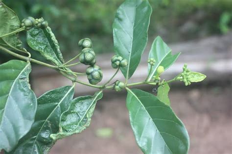 Morinda Lucida Oruwo Leaves Health Benefits And Effects Health