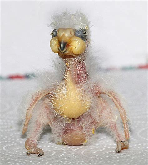 Baby Parrot Rejected By Mom Called Ugliest Bird In The World