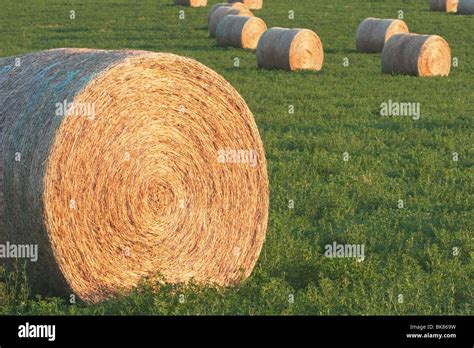 Hay Bales In Green Alfalfa Field Alberta Canada Stock Photo Alamy