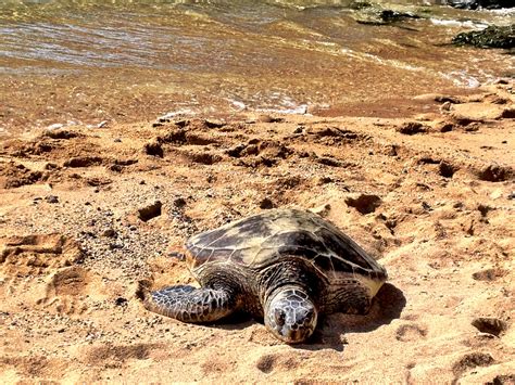 See A Honu Turtle On The Beach When They Come Ashore To Rest