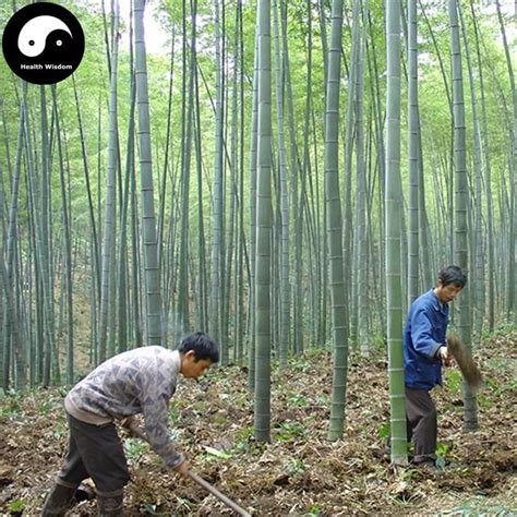 buy real bamboo tree seeds 240pcs plant phyllostachys heterocycla grow chinese mao zhu