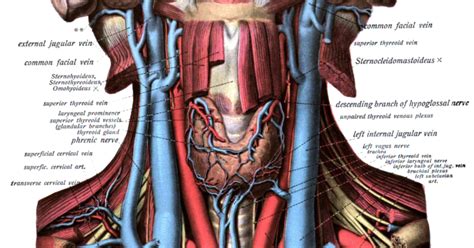 Aaem Resident And Student Association Anatomical Review Of Jugular