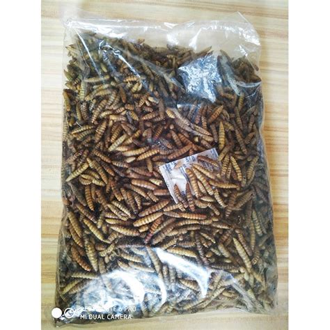 Jual Maggot Kering Gr Larva Bsf Magot Pakan Ikan Koi Unggas Burung