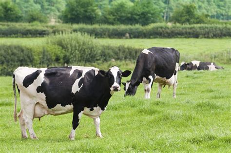 Feeding Cows Natural Plant Extracts Can Reduce Dairy Farm Odors And